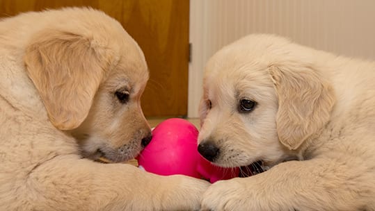 Two puppies playing with chew toy