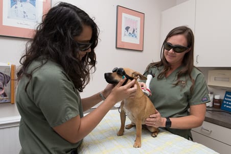 Laser Therapy - Newberry, FL - Jonesville Animal Hospital