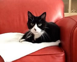 Animal Hospital in Newburry: Cat sitting in red couch
