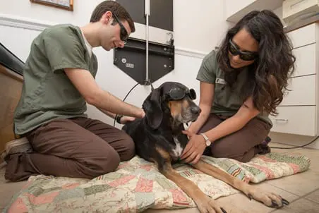 pet-laser-therapy-2