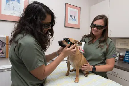 pet-laser-therapy