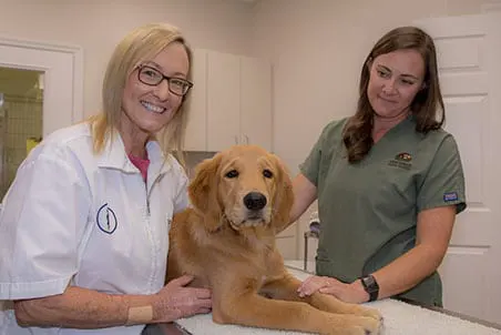 Canine and Feline Vaccinations - Newberry and Jonesville, Florida