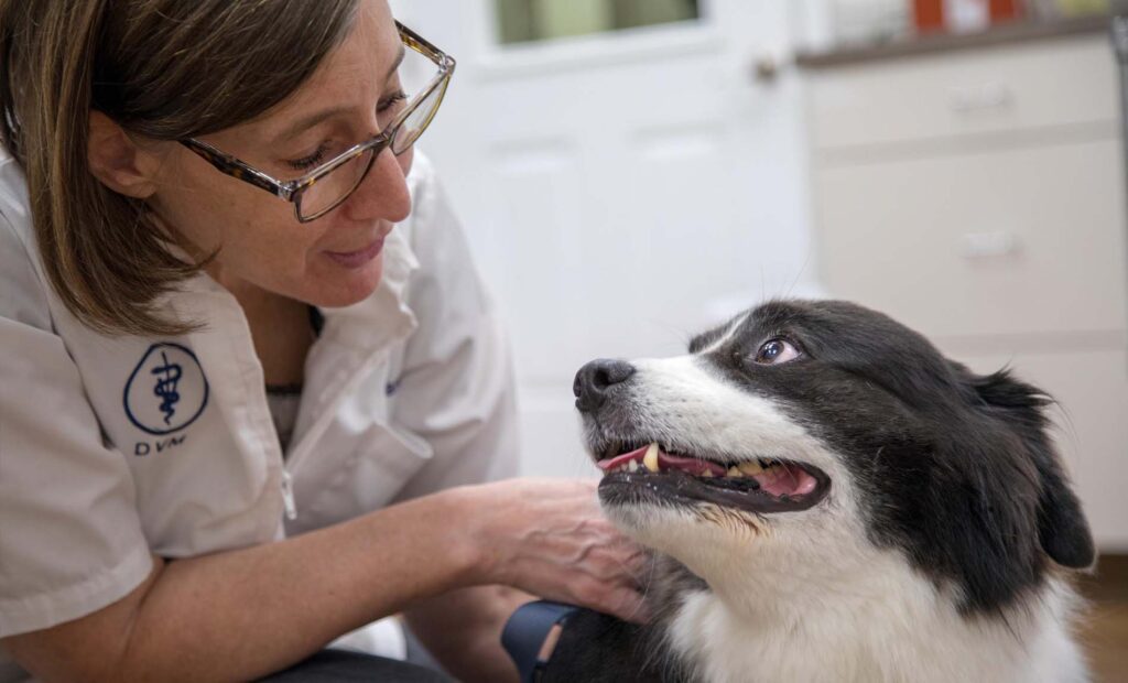 Veterinarians Serving Newberry, FL Jonesville Animal Hospital