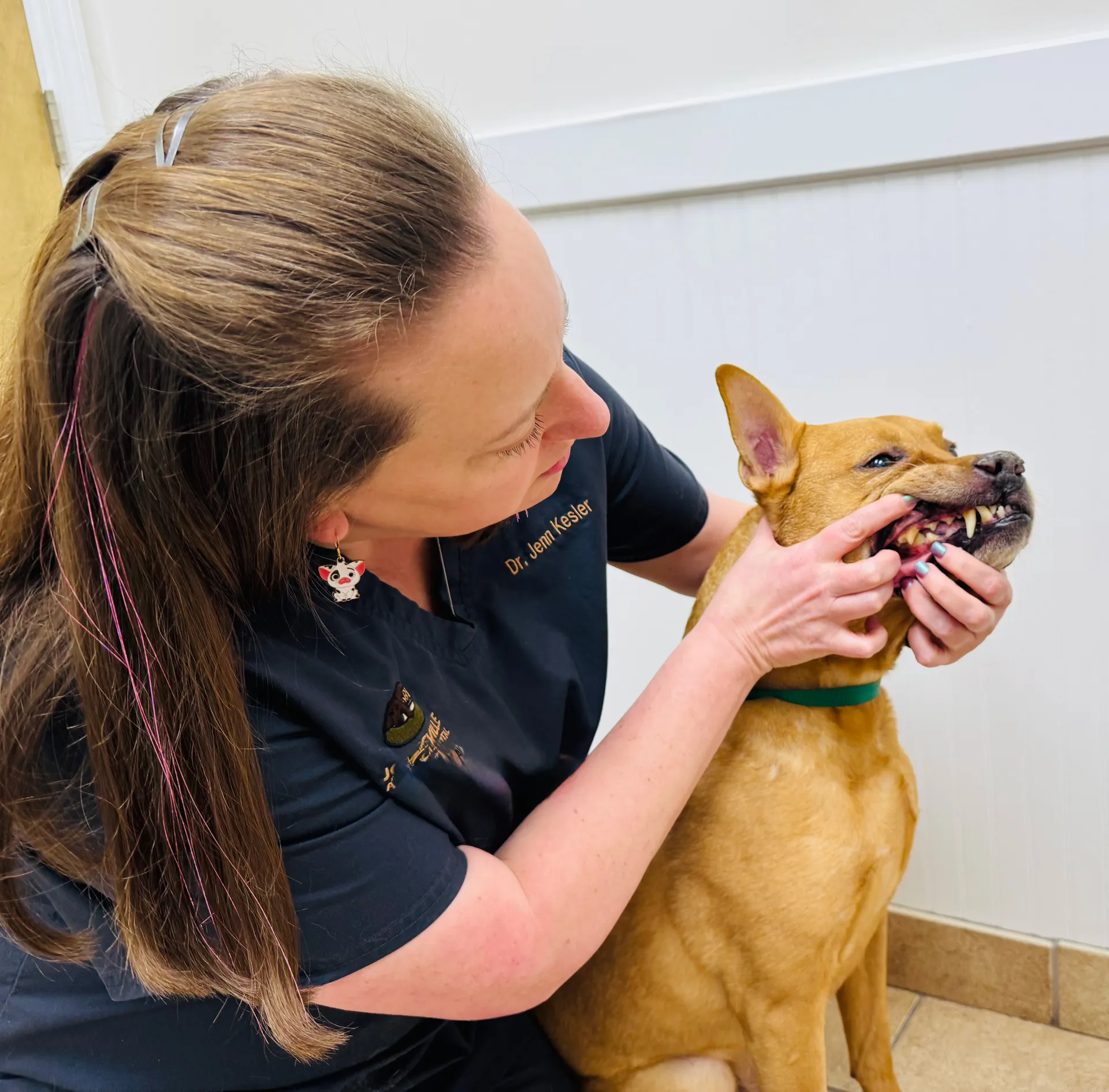 Jonesvillvet_Dental_Care_Image