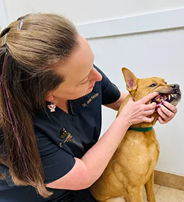Johnesville_Dentist_Image